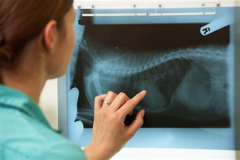 Як застосовується рентгенографія в ветеринарії