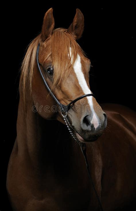 Horse Portrait Isolated On Black Background Stock Image Image Of