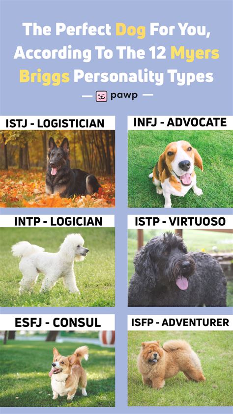The Perfect Dog For You According To Your Personality Type Dog