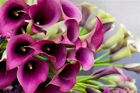 Calla Lily Flowers Care And Growing Guide