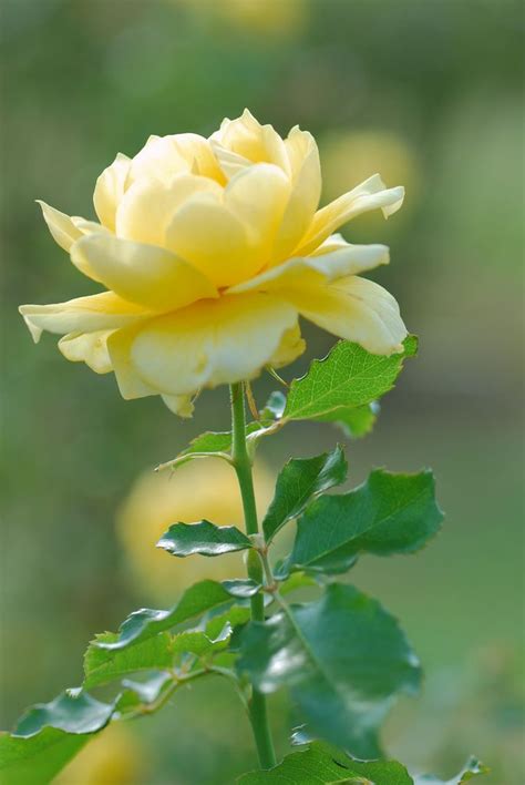 Beautiful Yellow Rose Roses Pinterest