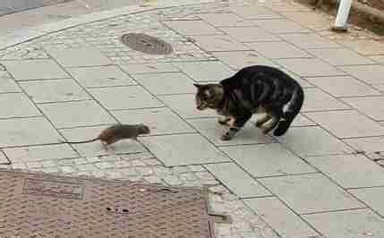 He went on and on, till. Brave Rat Chases Scaredy Cat Away - The Dodo
