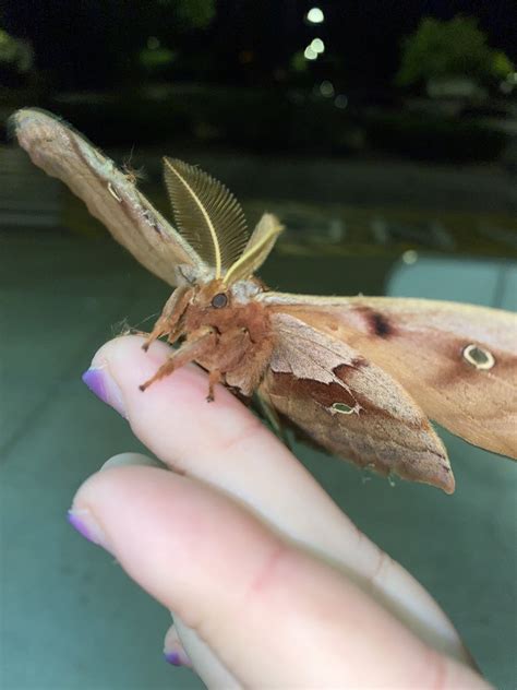 The Moth Returns On Twitter Rt Mothsdaily