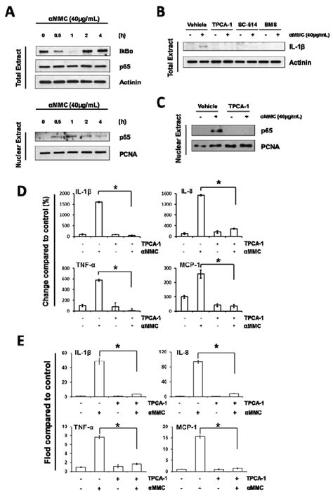 Toxins Free Full Text Ribosome Inactivating Protein α Momorcharin