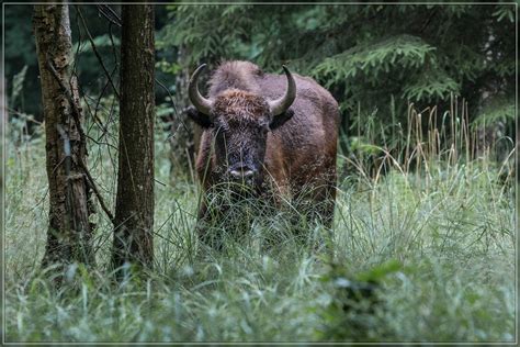 The wisent can also be fitted with various weapons, including an rcws. Wisent (Forum für Naturfotografen)