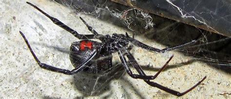The black widow spider does not spin the pretty webs, instead she will spin the thick jumbles looking cobweb. Black Widow Spider Facts | Pointe Pest Control