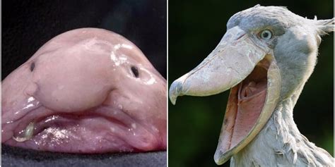 13 Ugly Animals That Prove Beauty Is In The Eye Of The Beholder