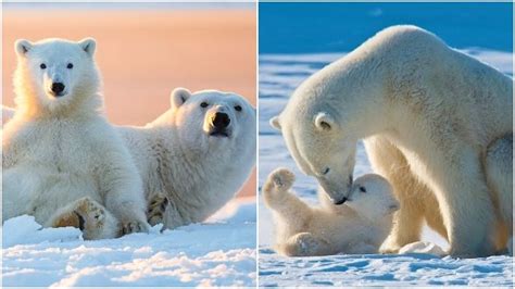 Scientists Warn That Polar Bears Could Become Extinct In 80 Years Hitz