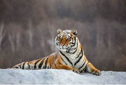 Tiger Siberian Call