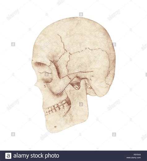 Human Skull Profile Stock Photos And Human Skull Profile Stock Images Alamy
