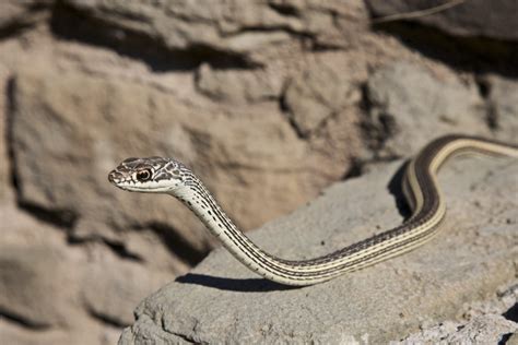 Snakes In Utah Types Pictures Identification Guide