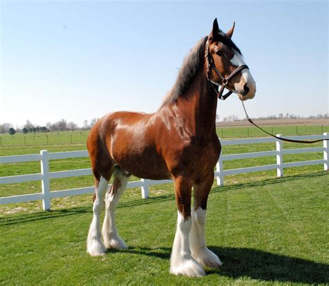 Clydsdale Clydesdale Horses Horse Breeds Clydesdale