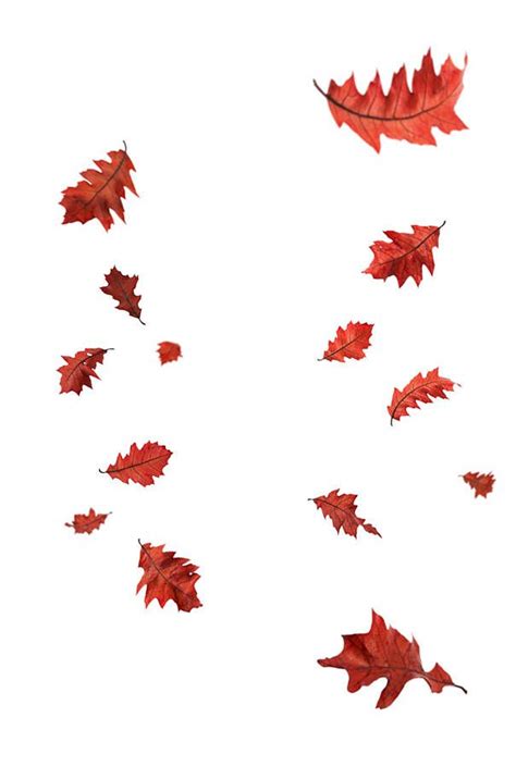 Falling Leaves Video Overlay Free Videohive After Effectspro Video