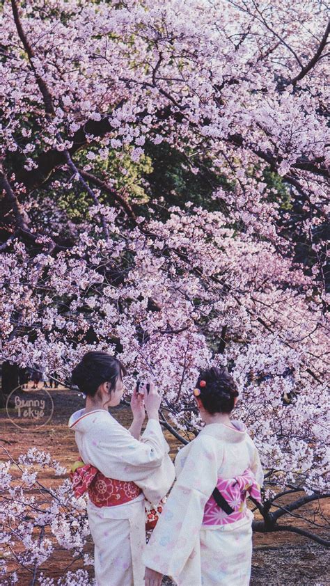 Japanese cherry blossom wallpaper cherry blossom tree. 24+ Beautiful Cherry Blossom Anime Wallpaper Phone - Tachi Wallpaper