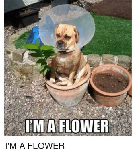 29 Flower Meme That Make You Laugh All Day Preet Kamal