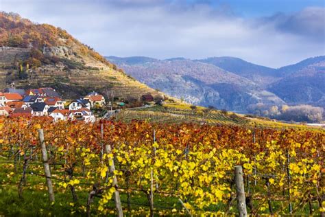 Wachau Valley Lower Austria Autumn Colored Leaves And Vineyards On A
