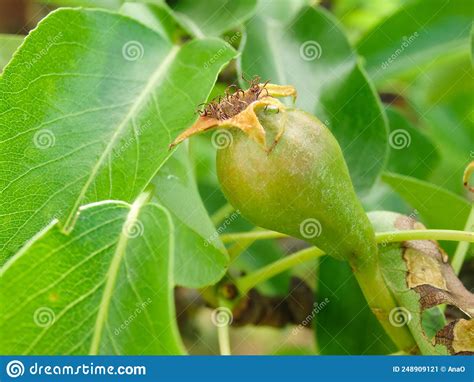 Small Green Pears On A Branch In The Garden In Spring After Flowering