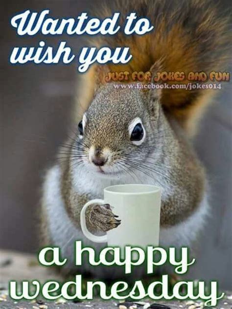 Happy Wednesday Funny Animals Cute Squirrel Squirrel