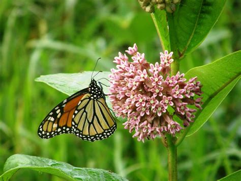 Where is the best place to plant milkweed? Habitat at Home: Growing Milkweed | Conserving Carolina