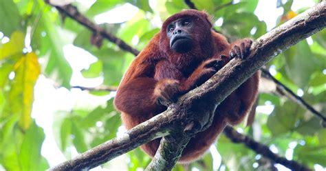 30 Amazon Rainforest Animals To Spot In The Wild Peru