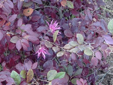 White, pink, red, rare yellow, partly with yellow throat Just Thinking: Spring Has Finally Sprung!