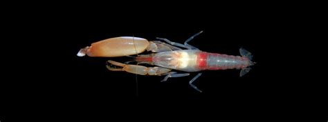 Interesting Facts About Pistol Shrimp Or Snapping Shrimp Learnodo