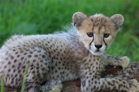 Hand Raising A Cheetah Cub Animal Fact Guide