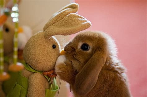 Love Photography Funny Animals Baby Cute Adorable Beautiful Photo Animal Picture Nature Bunny