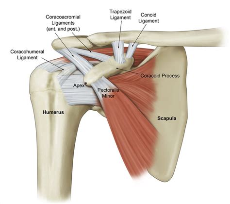 Rotator Cuff Tendons Coracromial Ligaments Acromioclavicular My XXX