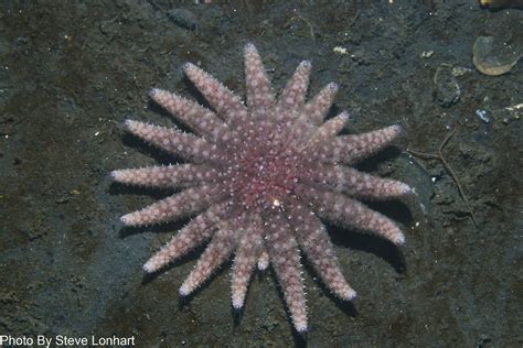 Sunflower Seastar Now Listed As Critically Endangered Science Times