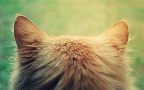 Cat Ears Closeup Hd Wallpaper