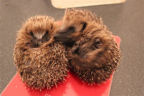 Hedgehog Love I Like To Think That These Two Rescued Wild Hedgehogs