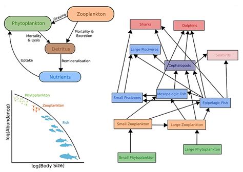 32 Label The Diagram Below To Show The Relationship Between Nutritional