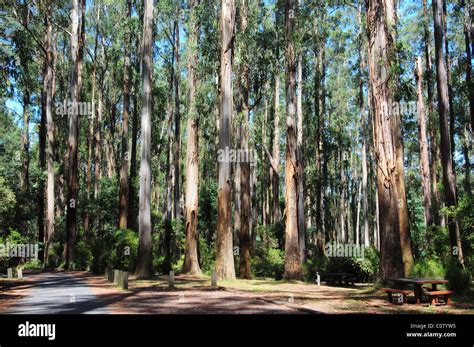 Australian Eucalyptus Forest Woodland Hi Res Stock Photography And