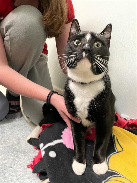 At issaquah petsmart pet stores, you'll find essential pet supplies and services. Found Cat Unknown in ISSAQUAH, WA - Lost My Kitty