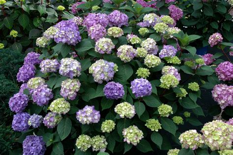 Find tons of ideas on this list of 15 of the best bushes for low light garden areas. 10 Best Perennials for Shade | DIY