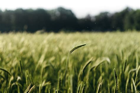 photography, Wheat, Plants, Trees, Depth of field ...