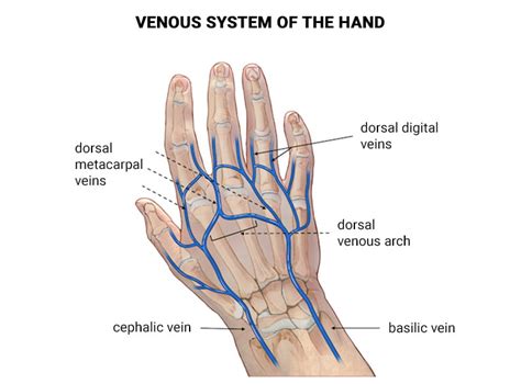 Visible Hand Veins And Why You Have Them Vein And Endovascular Medical
