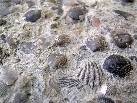 Marine Fossils Kentucky I Collected These Ordovician Mar Flickr