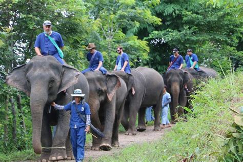 Thai Elephant Home One Day Elephant Riding Bangkok And Pattaya Tour