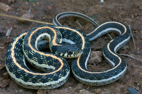 Wild Herps Black Necked Gartersnake Thamnophis Cyrtopsis