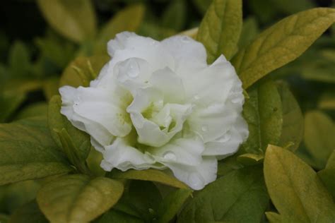 Azalea White Rosebud Kilmarnock Nurseries