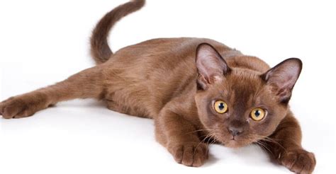 5 Stunning Brown Cat Breeds Youve Almost Never Heard Of