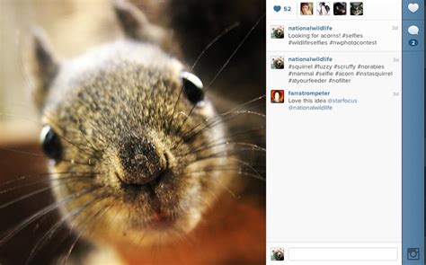 If Wildlife Took Selfiesa New Series On Instagram The National