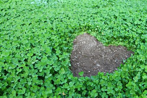 Dandelions and clover are perennial weeds that are often difficult to control when growing in grass. Picture Writing Prompts: Week 8