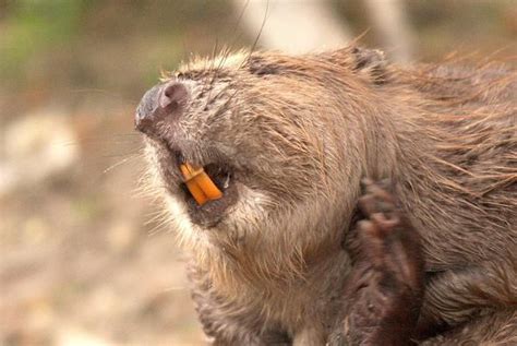 Making Teeth Tough Beavers Show Way To Improve Our Ename L Animal