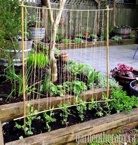 Bamboo And String Trellis For Climbing Plants Ill Go