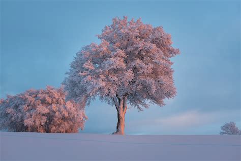 Fotos Gratis árbol Naturaleza Rama Flor Nieve Invierno Nube