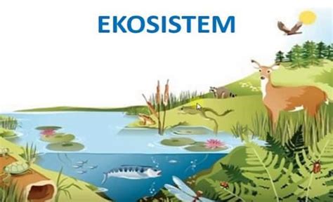 Apa yang Dimaksud dengan Ekosistem – Komponen Ekosistem, dan Contoh