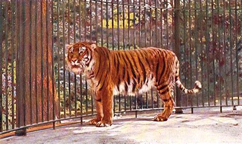 Extinct Subspecies Tigers